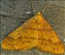 1933 (70.254) Scarce Umber